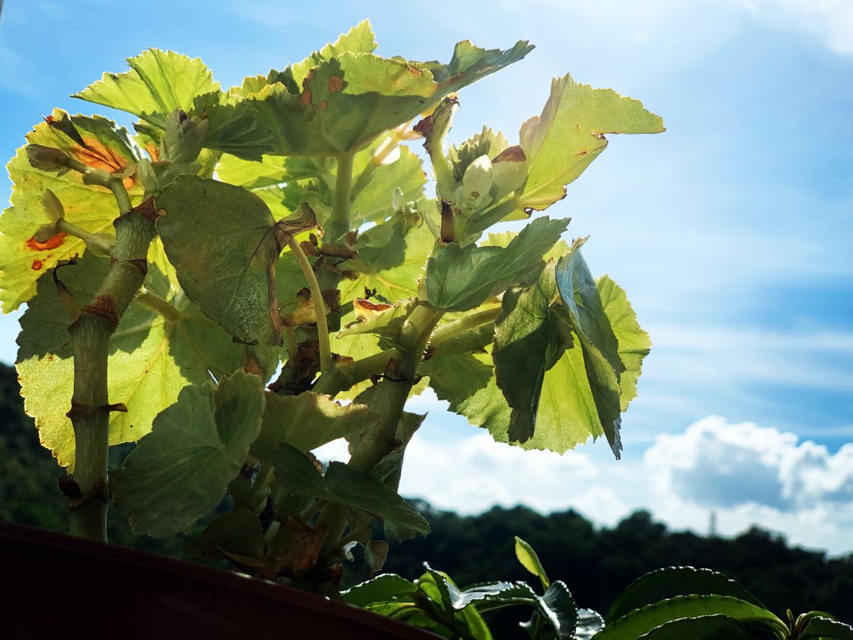 Chasing Sunshine with Green Leaves!