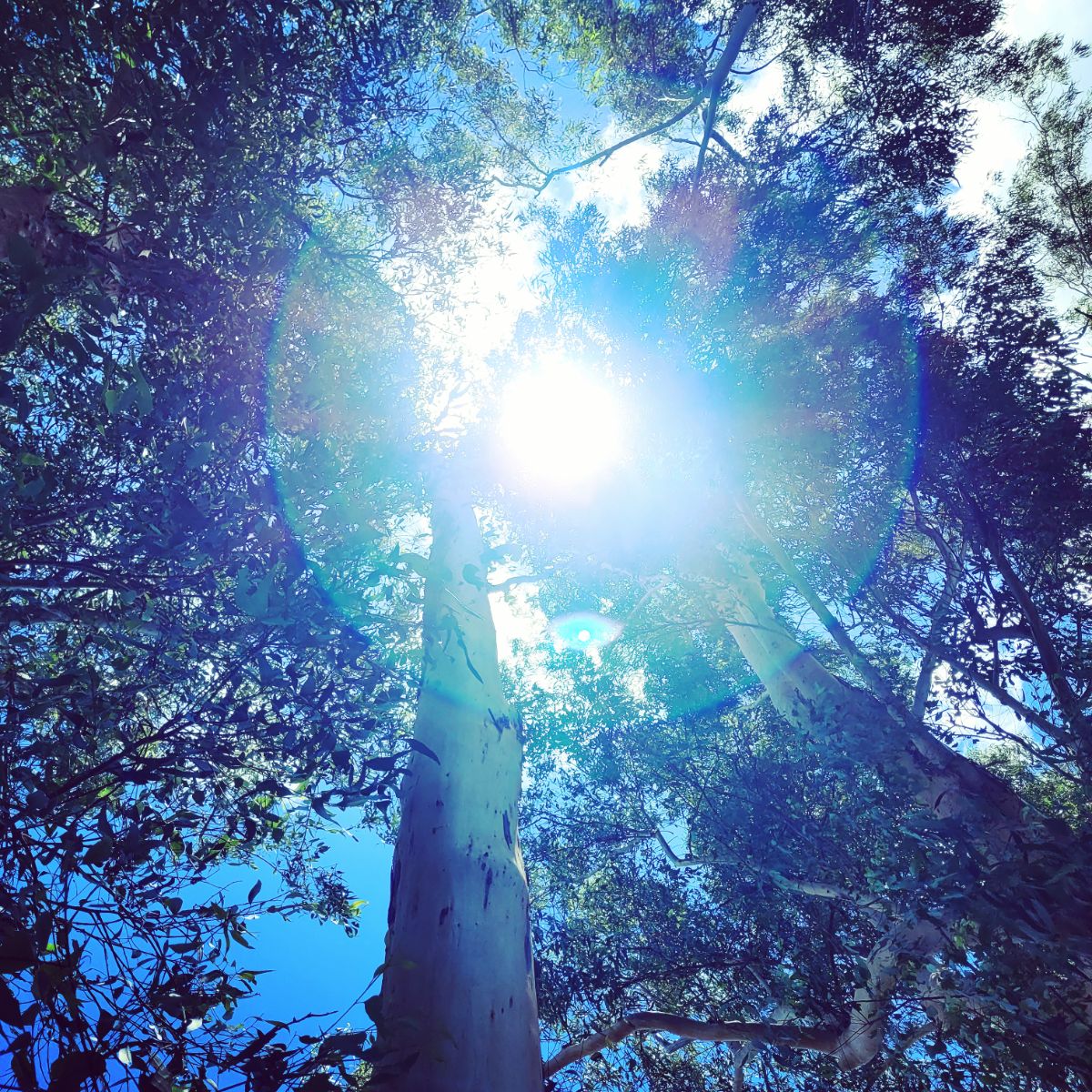 Reaching for the Light