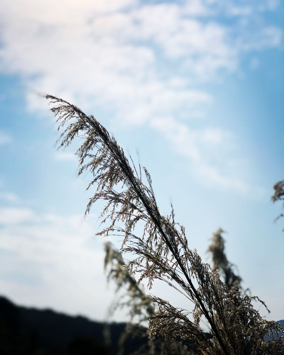 Finding Peace in the Breeze