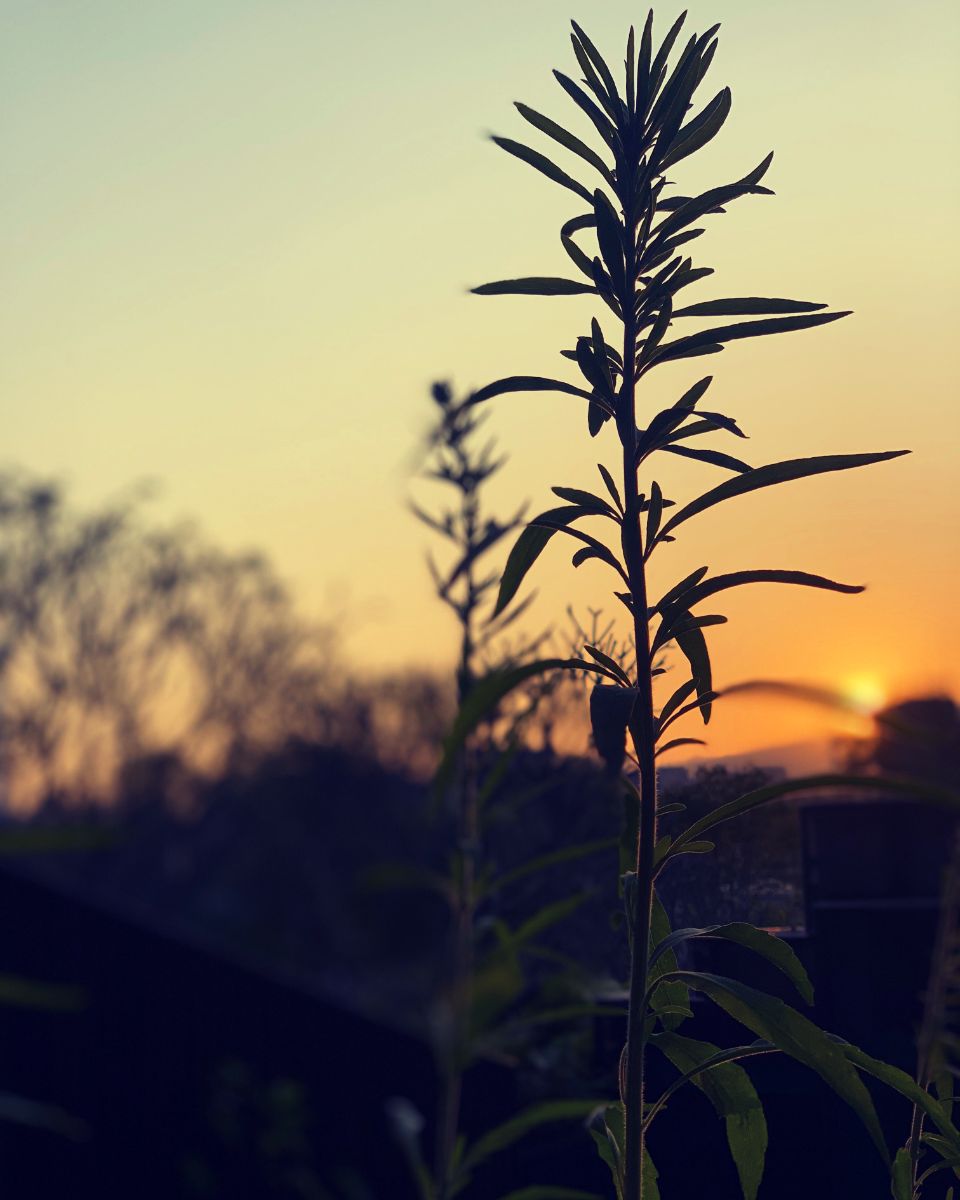 Golden Hour Whispers