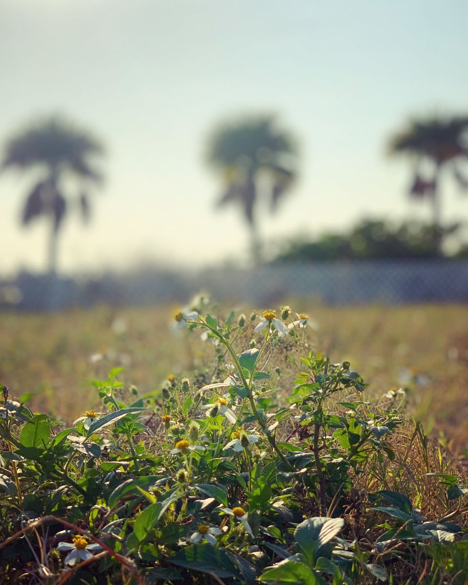 Sunny days and little wildflowers