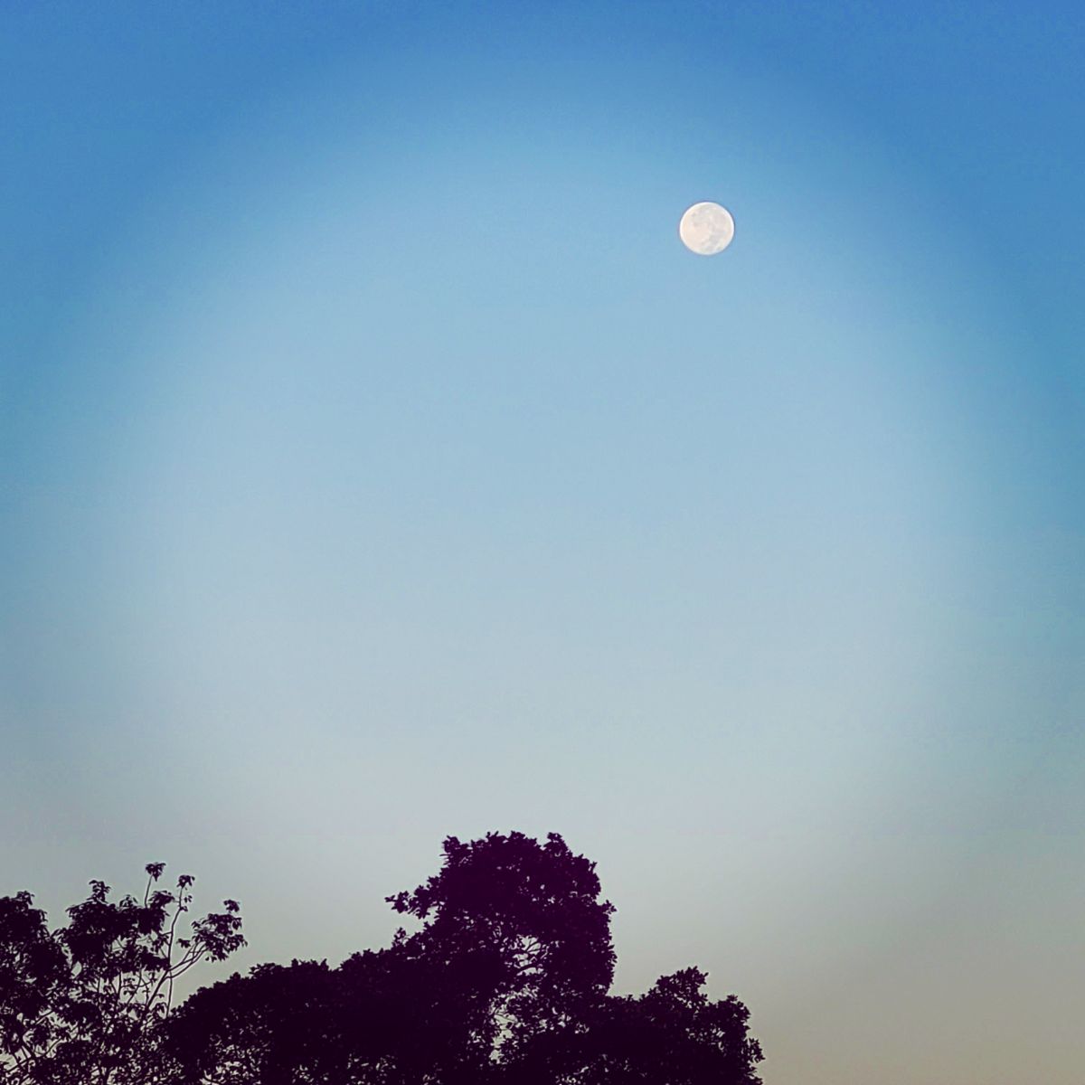 Daylight Moon Magic