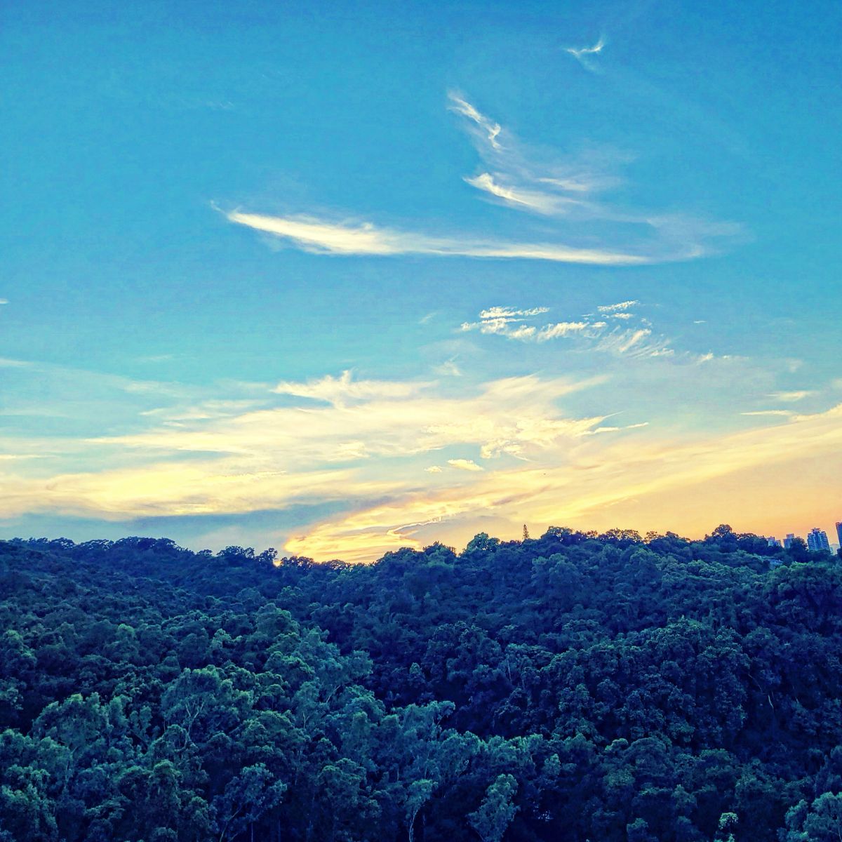 Where Forest Canopies Meet Golden Skies