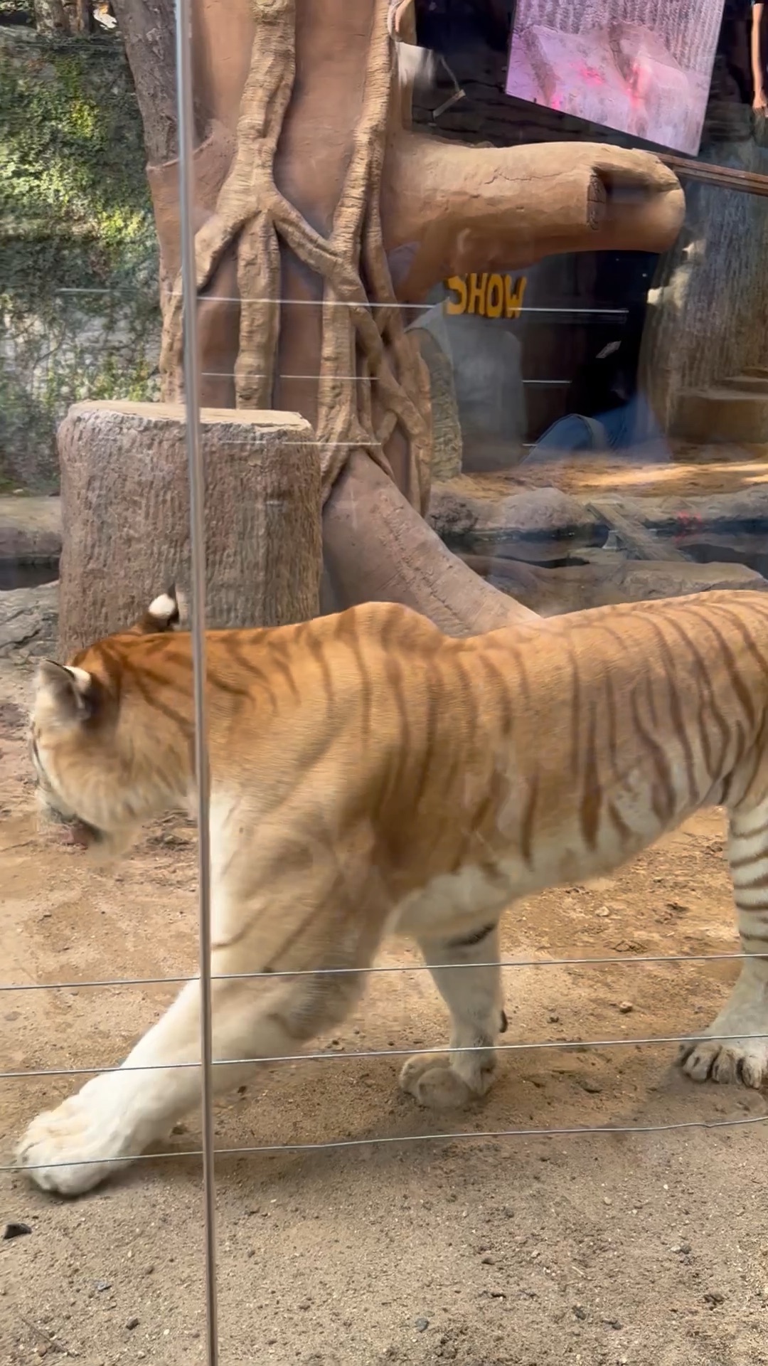 Chiang Mai night safari tiger show
