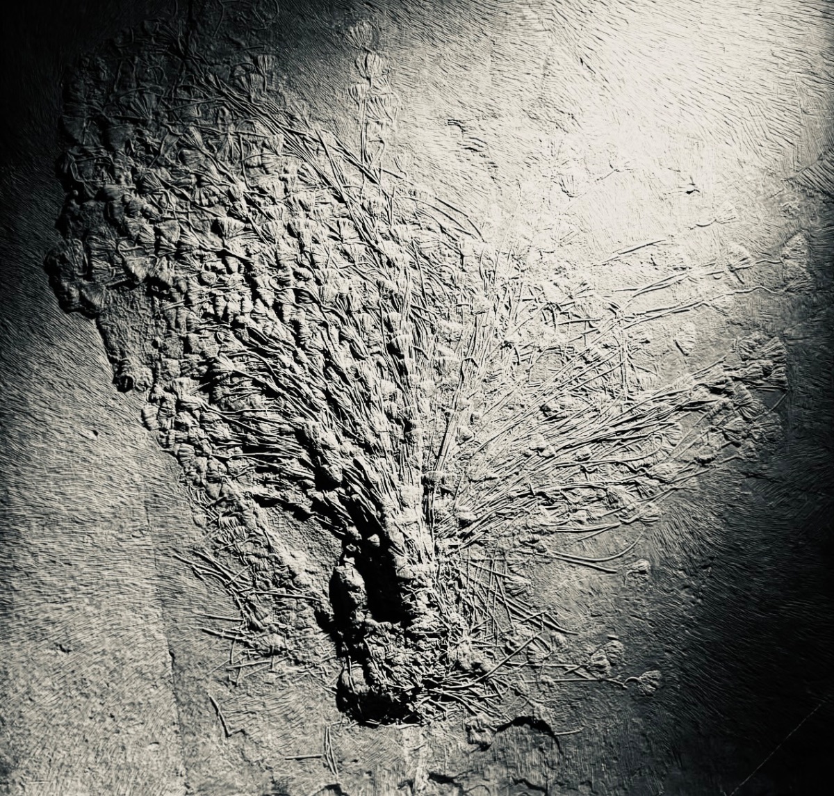 The Prehistoric "Sea Lilies" Frozen in Stone