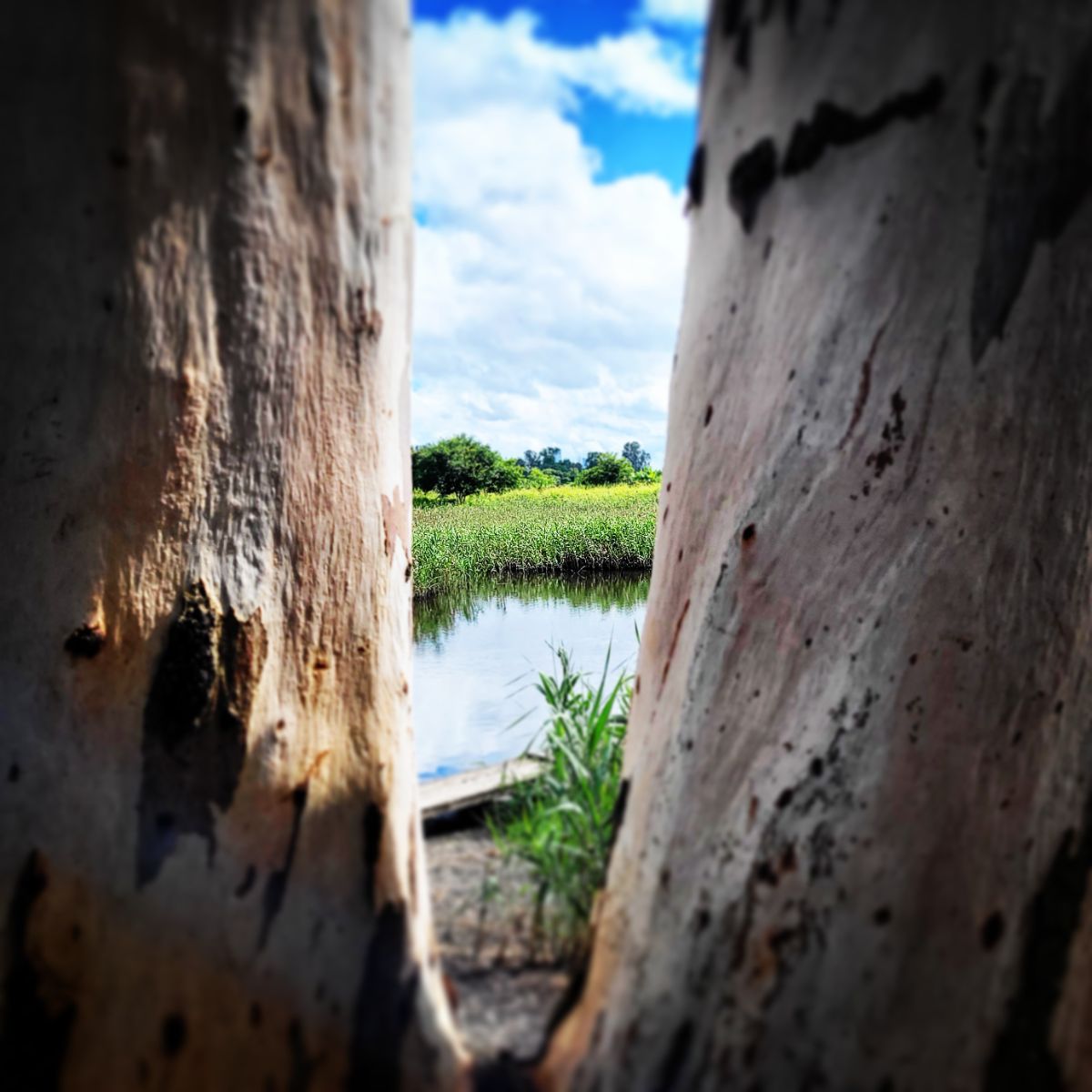A framework of nature