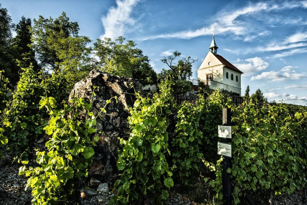 St. Clare's Name Day at the St. Clare Vineyard