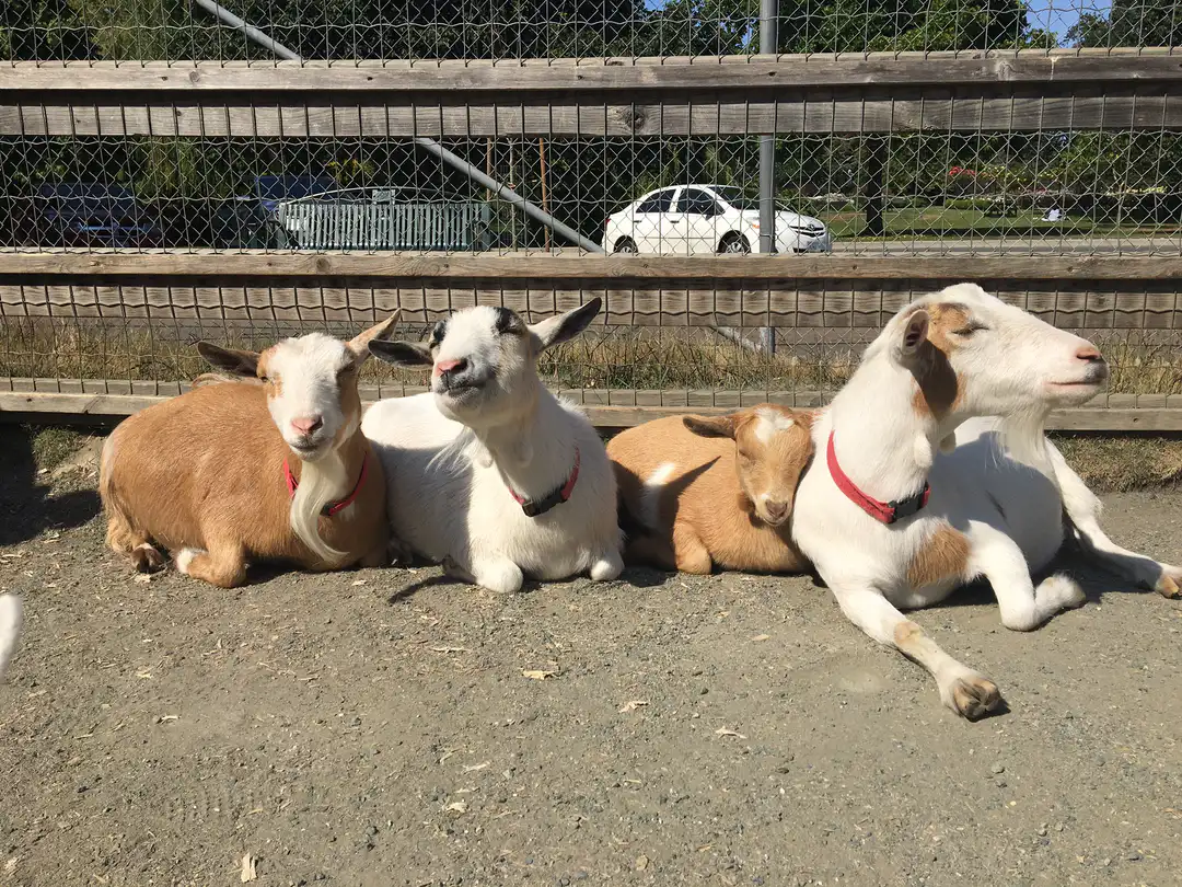 Beacon Hill Children's Farm