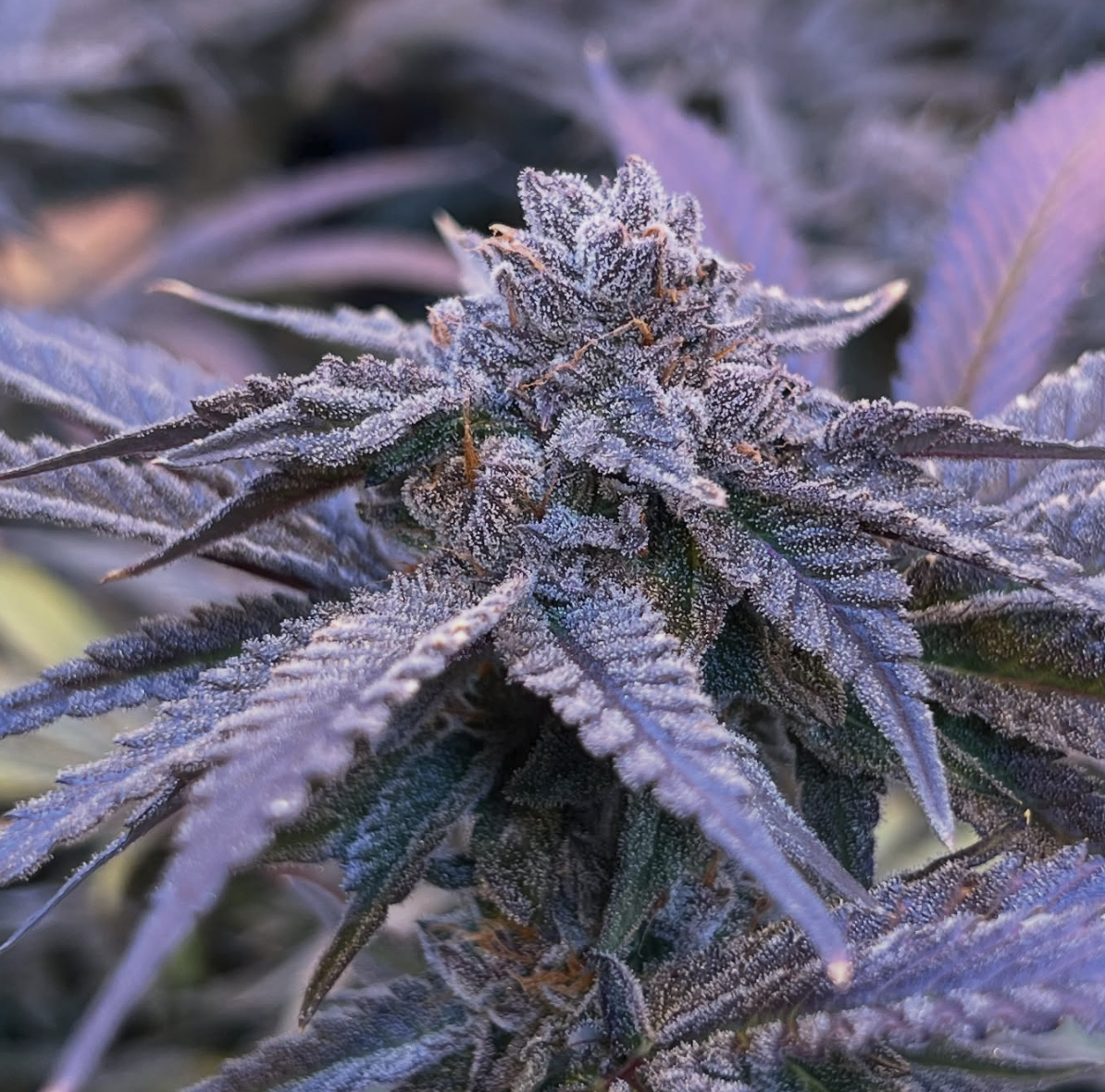 Cherry Pie cannabis