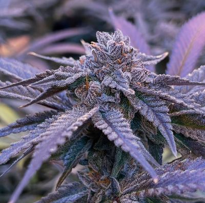 Cherry Pie
