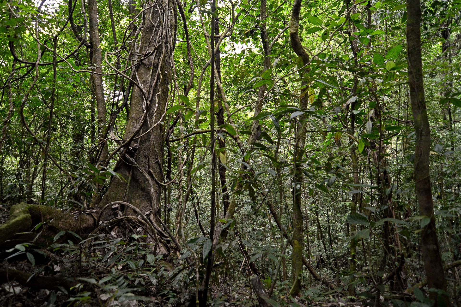 Parque Nacional Soberanía, Gamboa, Panamá
