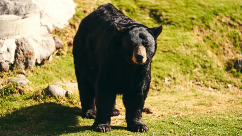 Osos