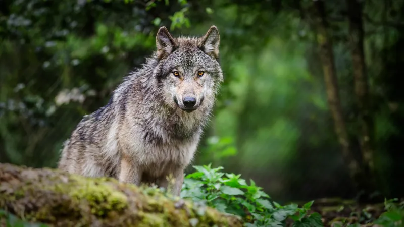 lobo gris en Yellowstone