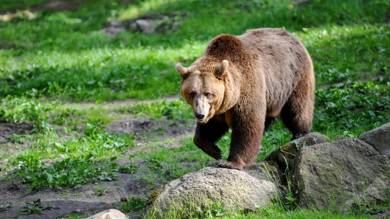 Oso grizzly avistado en la Dalton Highway Alaska