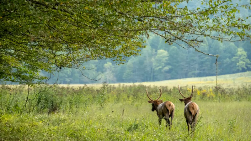 Cataloochee Valley, Great Smoky Mountains