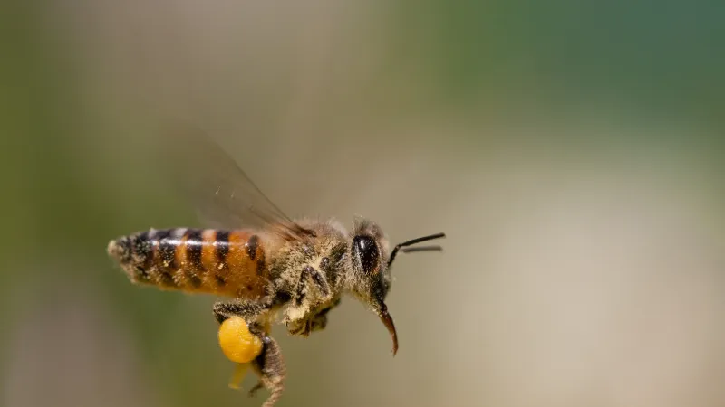 Abejas Africanas
