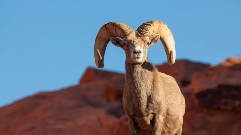 Borrego Cimarrón del Desierto