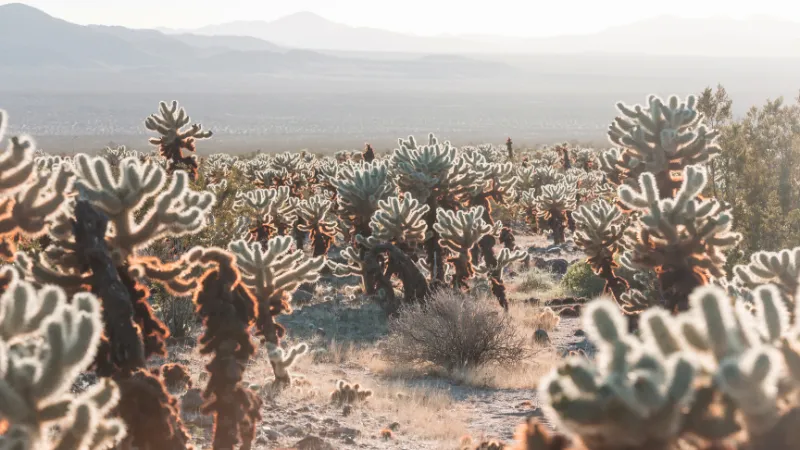 Cactus Cholla