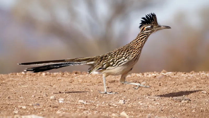 Correcaminos Grande