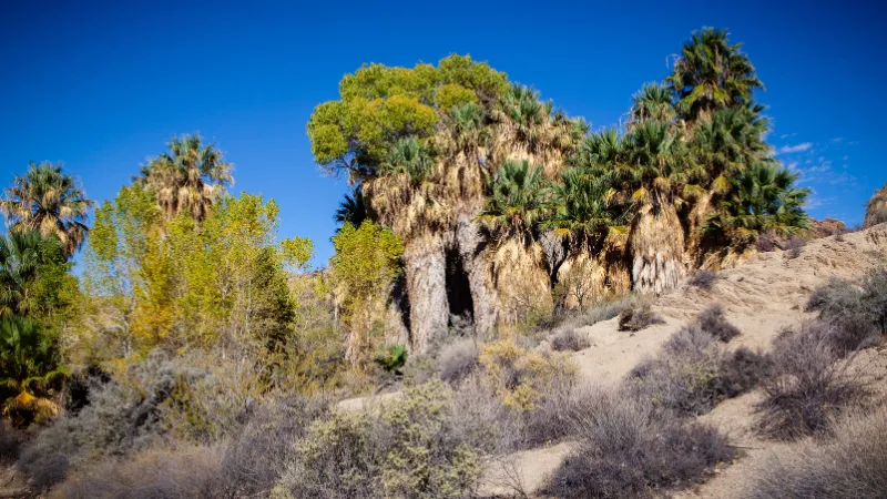 Cottonwood Spring (Oasis de Palmeras)
