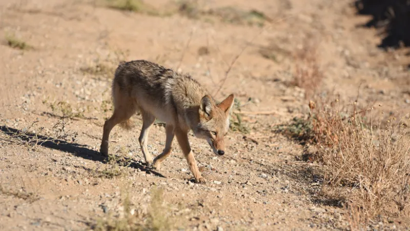 Coyote del Desierto