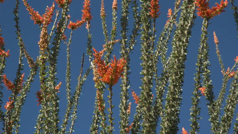 Ocotillo