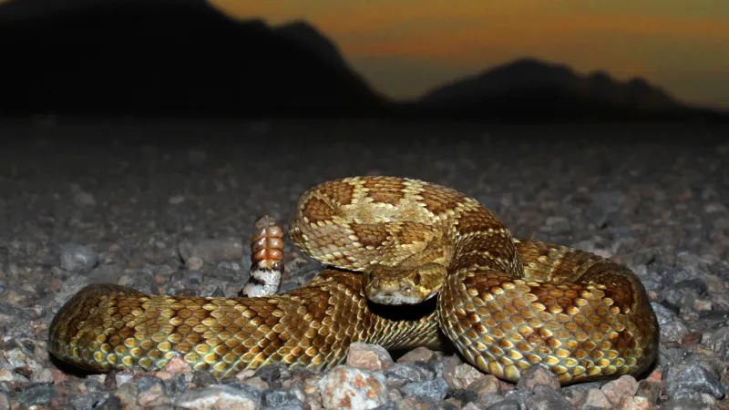 Serpiente de Cascabel de Mojave