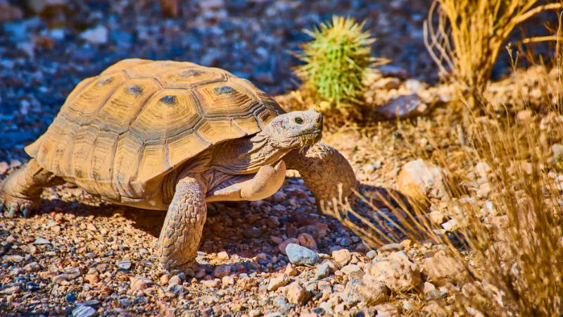 Tortuga del Desierto