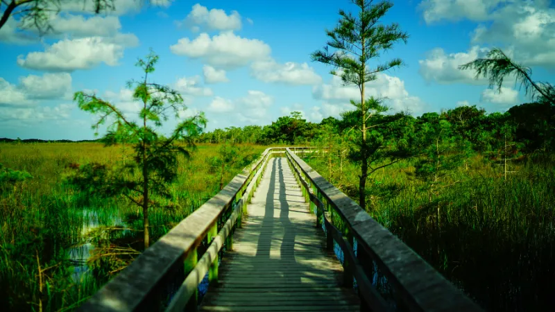 Everglades