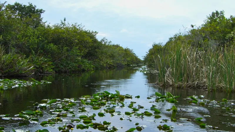 Tour Everglades con Guía en Español: