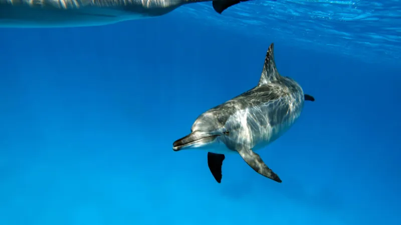 Tour Snorkel y Delfines: 