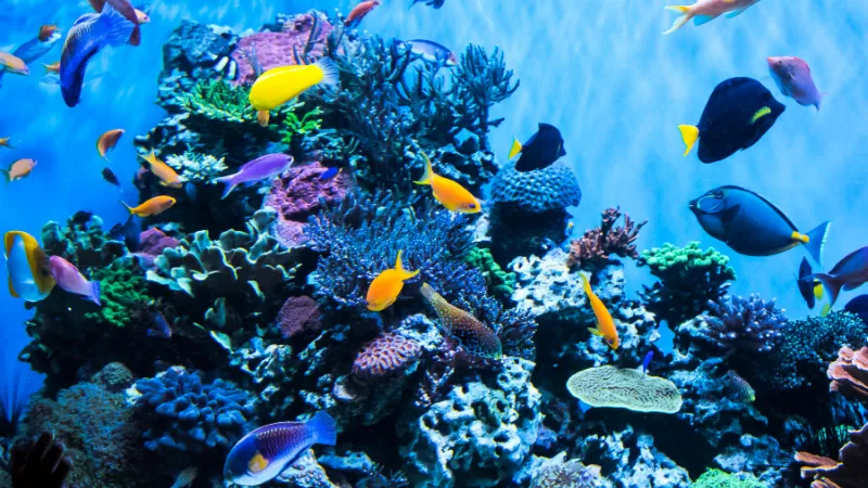 Tour Acuario Marino de Clearwater: 
