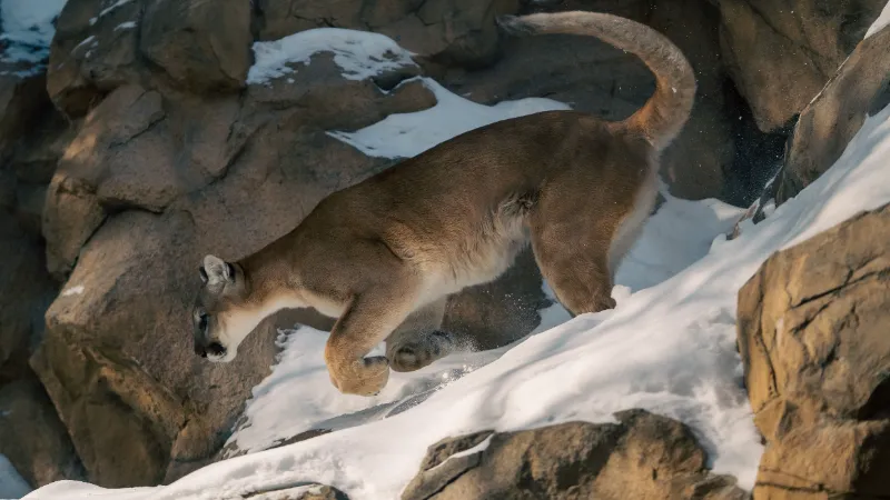 Puma o león de Montaña en Yellowstone