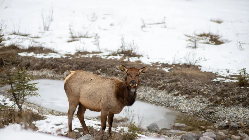 Alces en Yellowstone