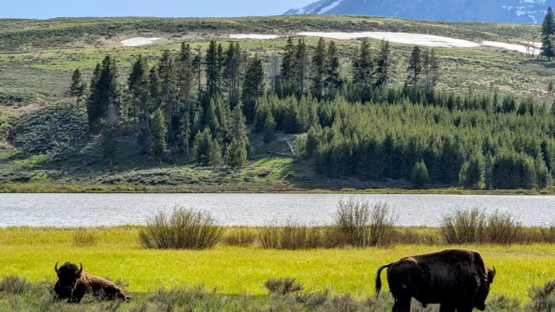 Bisontes pastando sueltos en Lamar Valley, Yellowstone