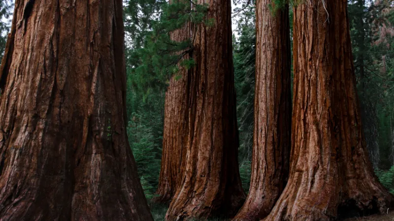 Secuoyas gigantes de Mariposa Grove