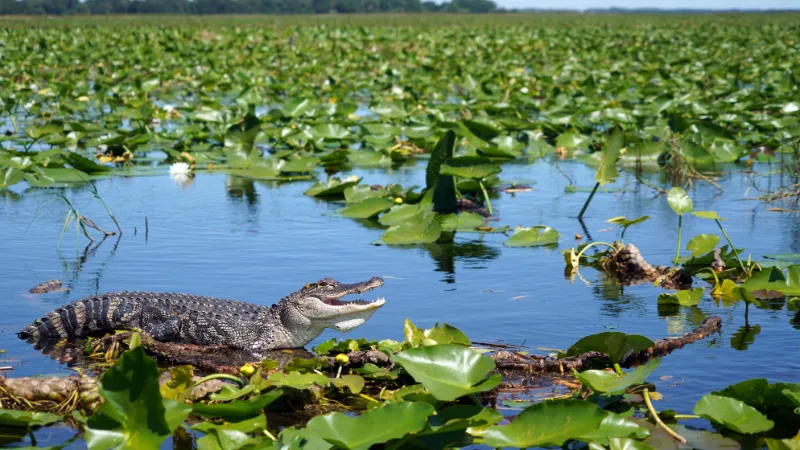 Un caimán entre nenúfares en los Everglades