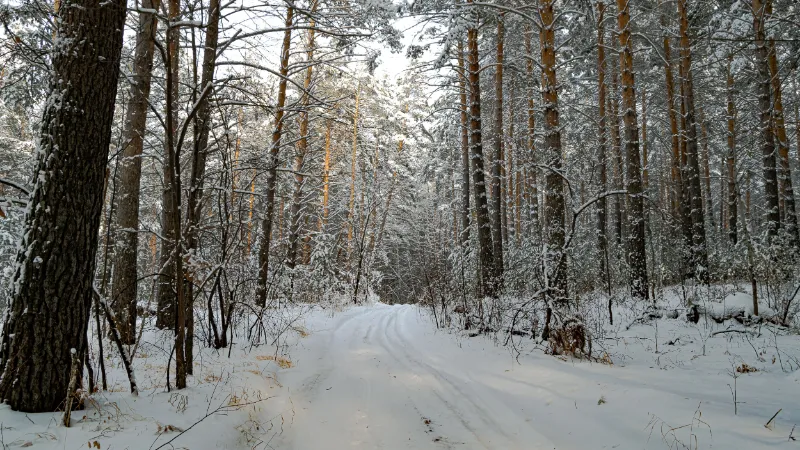 Un camino forestal cubierto de nieve entre pinos en invierno
