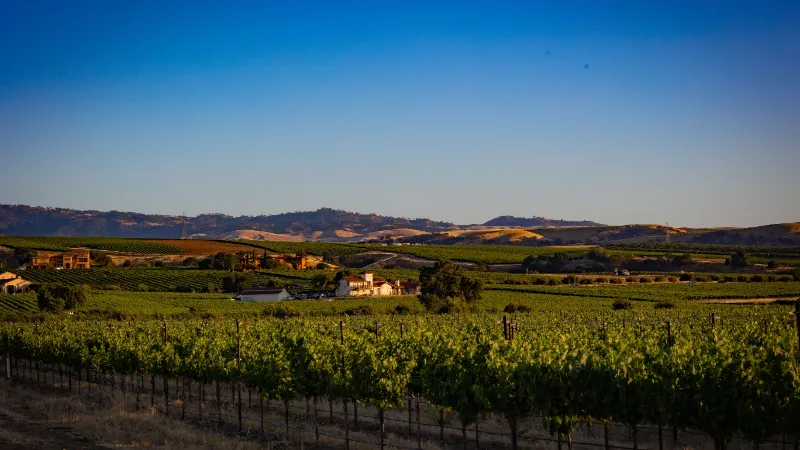 Vinedos de Napa Valley con las colinas doradas de California al fondo