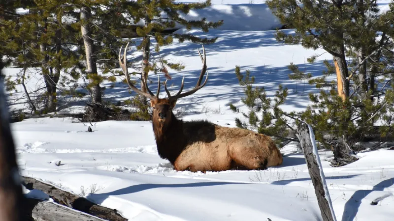 Un alce descansando sobre la nieve entre pinos, en Yellowstone en invierno