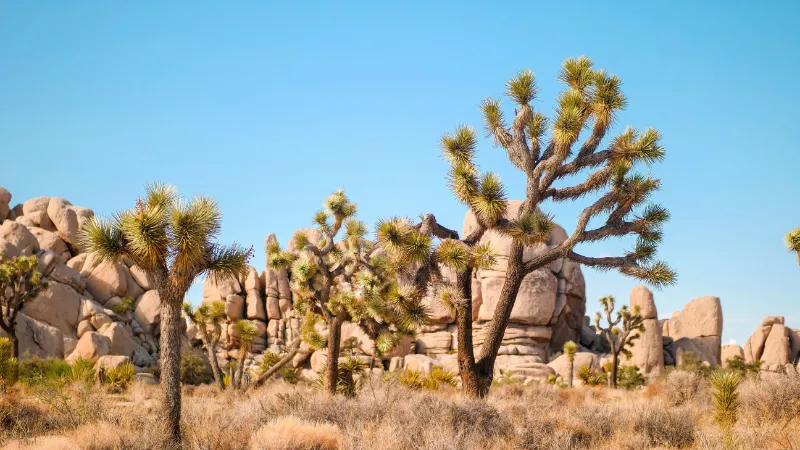Joshua trees y formaciones de roca en el parque nacional Joshua Tree, California