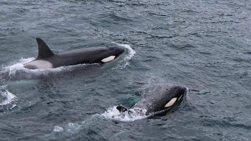 Ballenas Grises y Orcas (Whales & Orcas)