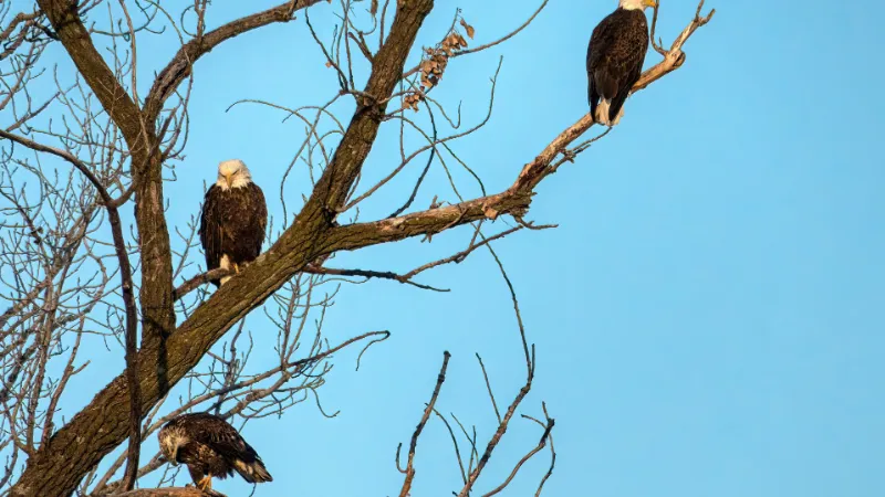 Águila Calva Americana (Bald Eagle)