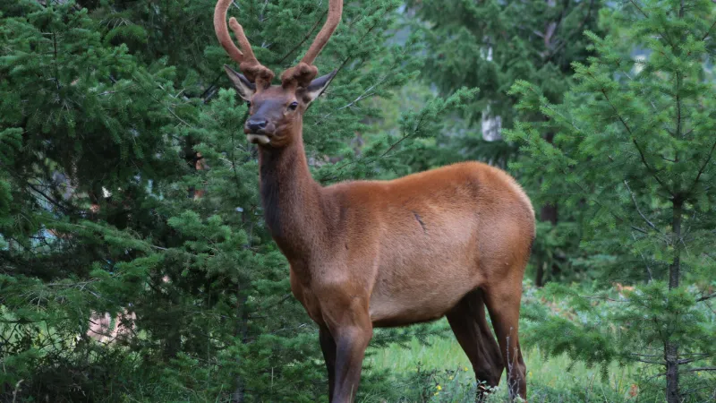 Wapití de Roosevelt (Roosevelt Elk)