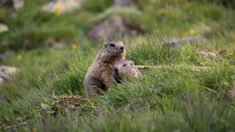 Marmota de Olympic (Endémica)