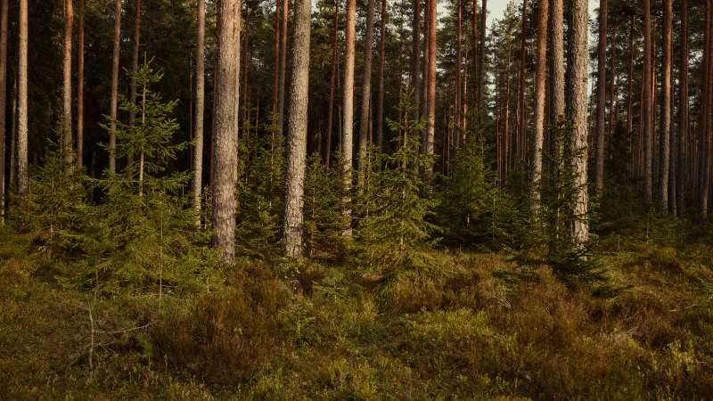 Bosques de pinos Douglas y abetos