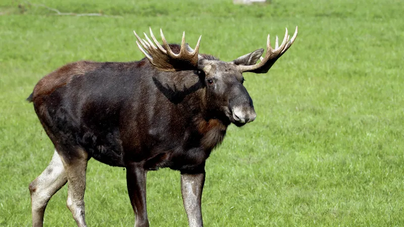 Un alce macho adulto con la cornamenta desarrollada