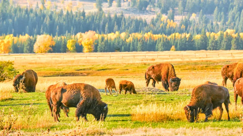 Lobos en Yellowstone