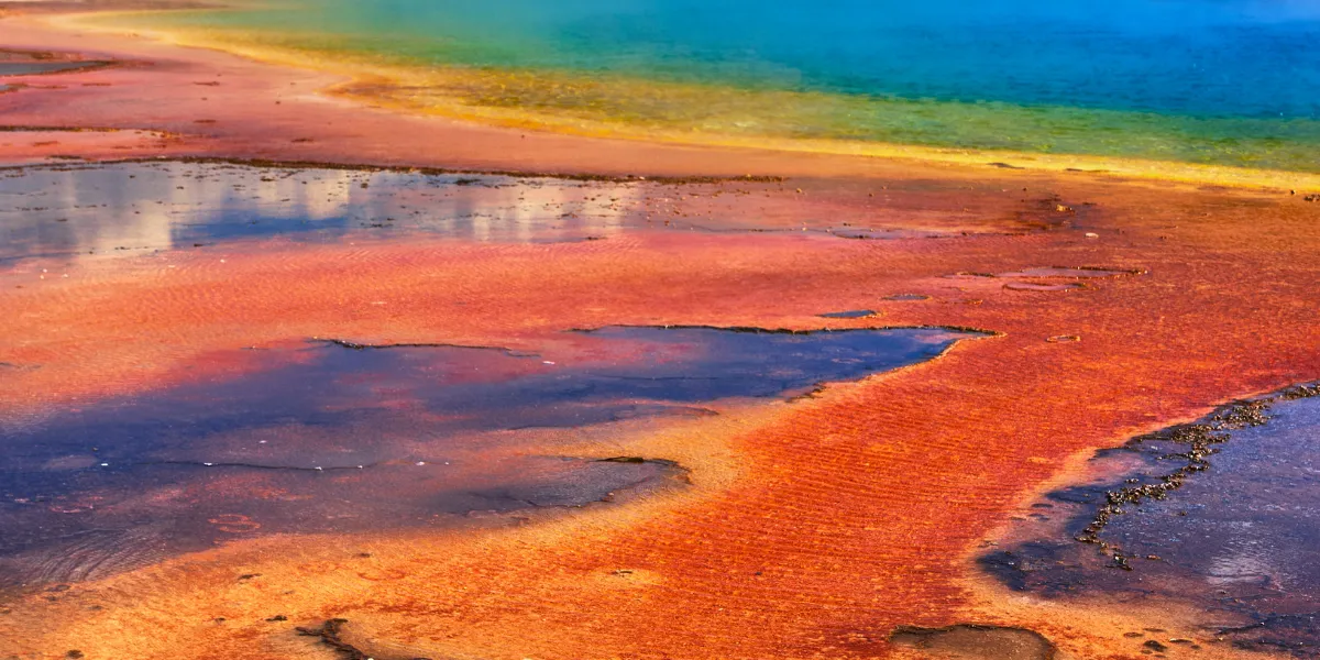  Yellowstone: Guía Completa de Fauna, Flora y Géiseres 2026