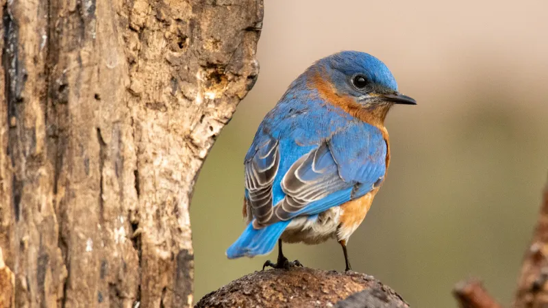 Pájaros azules y gavilanes: